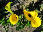Golden Arum Lily